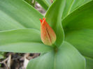 Tulipa Praestans Fusilier (2013, April 07)
