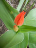 Tulipa Praestans Fusilier (2013, April 07)