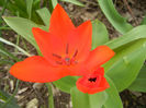Tulipa Praestans Fusilier (2013, April 12)