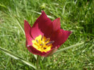 Tulipa Persian Pearl (2013, April 11)