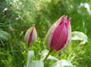 Tulipa Persian Pearl (2013, April 11)