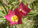 Tulipa Persian Pearl (2013, April 11)
