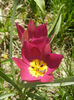 Tulipa Persian Pearl (2013, April 11)