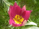 Tulipa Persian Pearl (2013, April 12)