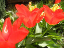 Tulipa Madame Lefeber (2013, April 11)