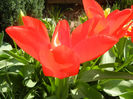 Tulipa Madame Lefeber (2013, April 11)