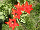 Tulipa Madame Lefeber (2013, April 11)