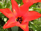 Tulipa Madame Lefeber (2013, April 11)