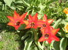 Tulipa Madame Lefeber (2013, April 11)