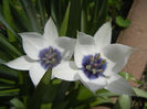 Tulip Alba Coerulea Oculata (2013, Apr.12)