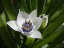 Tulip Alba Coerulea Oculata (2013, Apr.12)