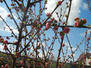 Prunus triloba (2013, April 11)