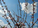 Prunus triloba (2013, April 11)