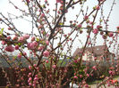 Prunus triloba (2013, April 12)
