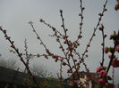 Prunus triloba (2013, April 12)