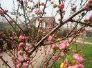Prunus triloba (2013, April 12)