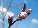 Prunus persica Davidii (2013, April 11)