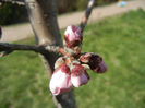 Prunus persica Davidii (2013, April 11)