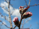 Prunus persica Davidii (2013, April 11)