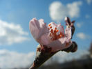 Prunus persica Davidii (2013, April 11)