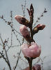Prunus persica Davidii (2013, April 12)