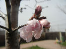 Prunus persica Davidii (2013, April 12)