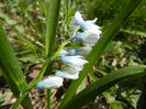 Puschkinia scilloides (2013, April 11)