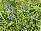 Muscari armeniacum (2013, April 11)