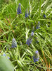 Muscari armeniacum (2013, April 12)