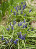 Muscari armeniacum (2013, April 12)