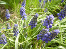 Muscari armeniacum (2013, April 12)