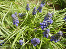 Muscari armeniacum (2013, April 12)