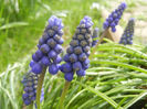 Muscari armeniacum (2013, April 12)