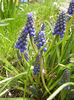 Muscari armeniacum (2013, April 12)