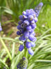 Muscari armeniacum (2013, April 12)