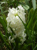 Hyacinth Carnegie (2013, April 12)