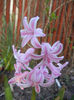 Hyacinth Fondant (2013, April 10)