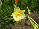Narcissus Minnow (2013, April 12)