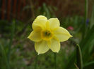 Narcissus Minnow (2013, April 12)
