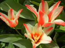 Tulipa Pinocchio (2013, April 12)