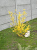 Forsythia x intermedia (2013, April 08)