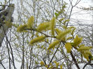 Spring buds (2013, April 08)