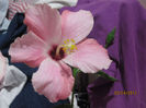 Picture 036