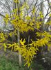 Forsythia