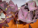 Oxalis mov fluturas