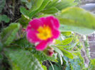 DSCN3960