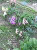 DSCN3961