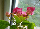 DSCN3963