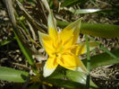 Tulipa Tarda (2013, April 13)