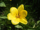 Tulipa Candela (2013, April 13)